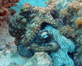   Octo Love Intimate Moments  